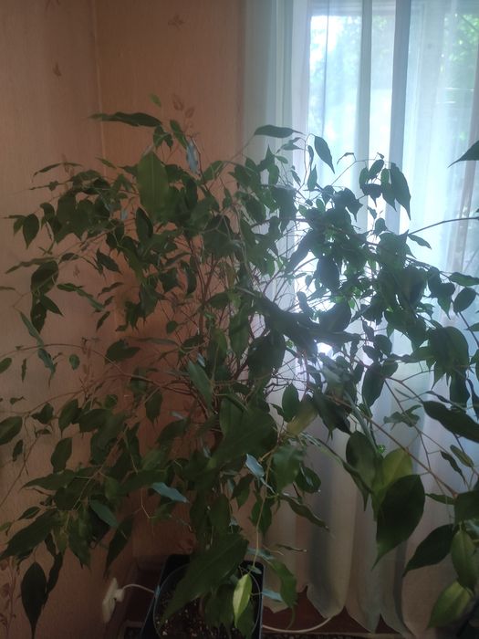 Продам фикус Бенджамина