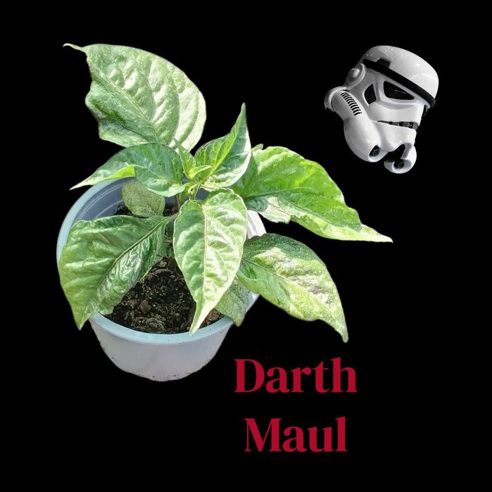 Plantas de Pimentas Raras e Exóticas (Malaguetas de Coleção)
Preço