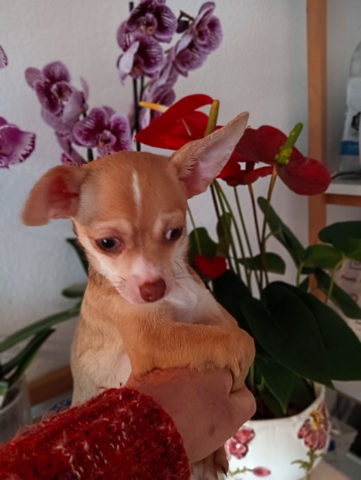 Chihuahua  macho