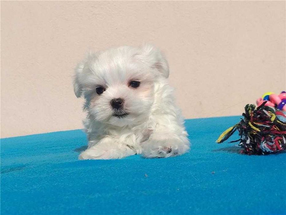 Bichon Maltês disponível