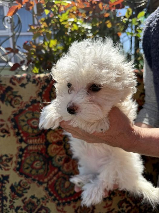 Щенки мальтипу 2 мальчика