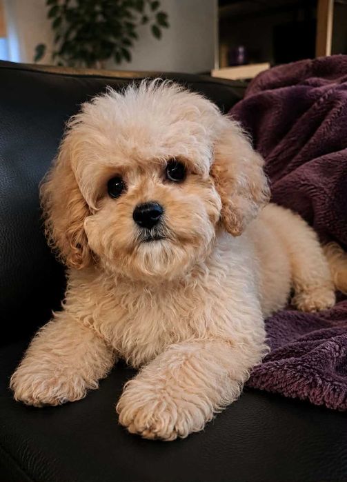 Cavapoo gotowy na zmianę domku