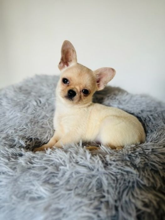 Suczka chihuahua