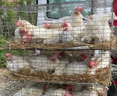 Кури Несучки Дешево!