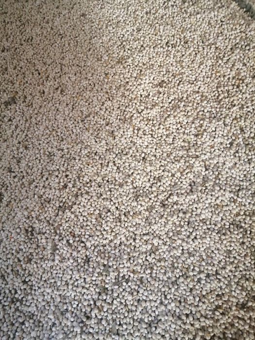 Łubin słodki wąskolistny