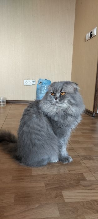 Вязка кот вислоухий ищет невесту