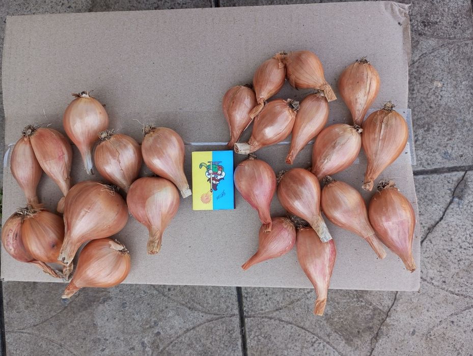 Продам  кущовку, насіння цибулі2025рік