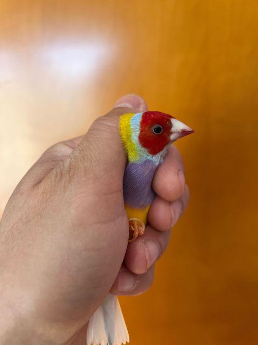 Клiтка для Амадин