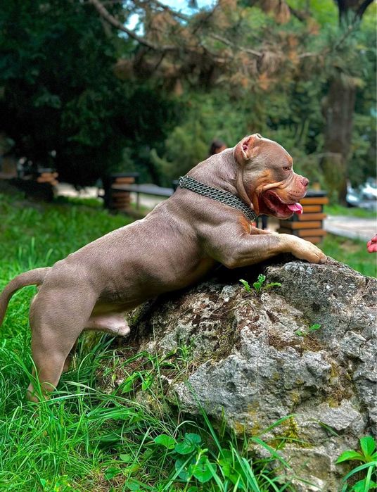 Вязка Американский Булли кобель