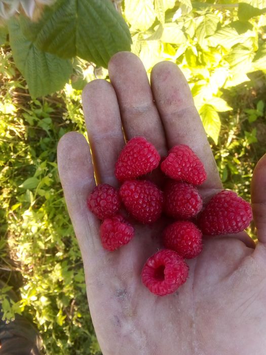 Продам саджанці малини полана