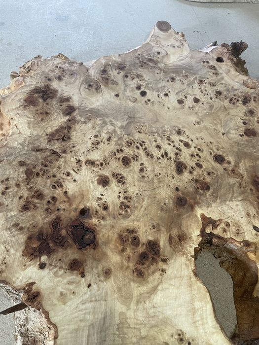 Капы тополя, клена вяза дуба ясеня