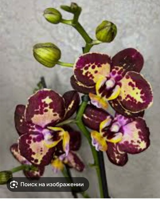 Орхидеи отцветашки сортовые