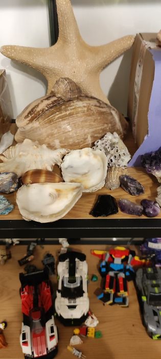 Prawdziwe muszle wyłowione w chorwacji