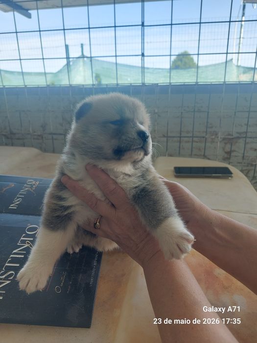 Akita inu japonês macho