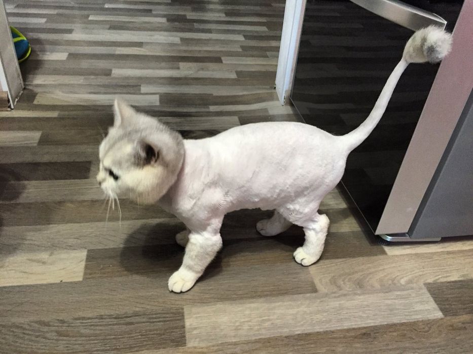 Стрижка собачок та котиків
