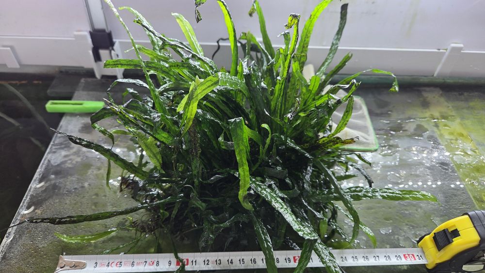 Microsorium duża kępa 30