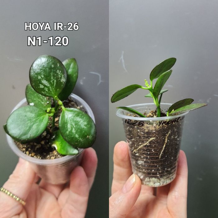 Хойя  Hoya IR-26