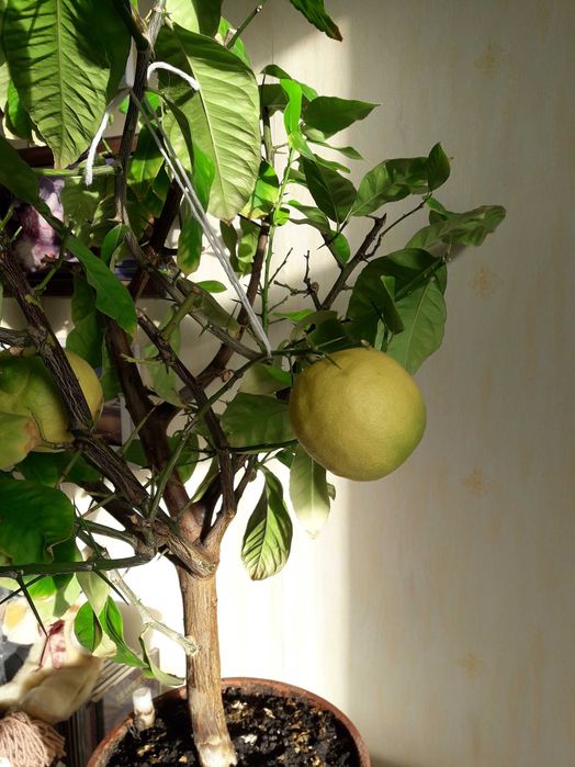 Лимонное дерево с плодами