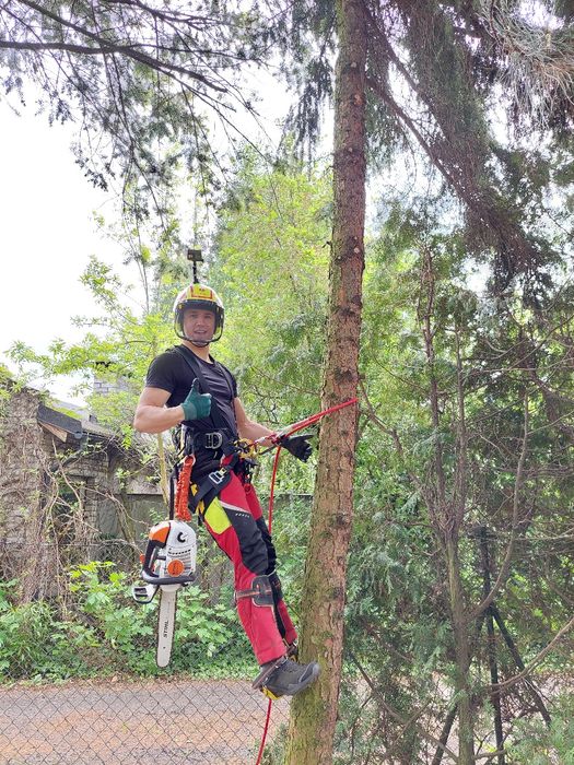 Wycinka, pielęgnacja drzew i zieleni