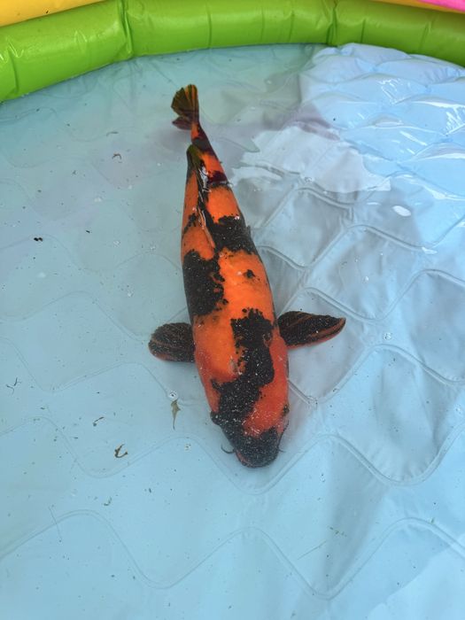 Carpa koi hi utsuri 60/65cm