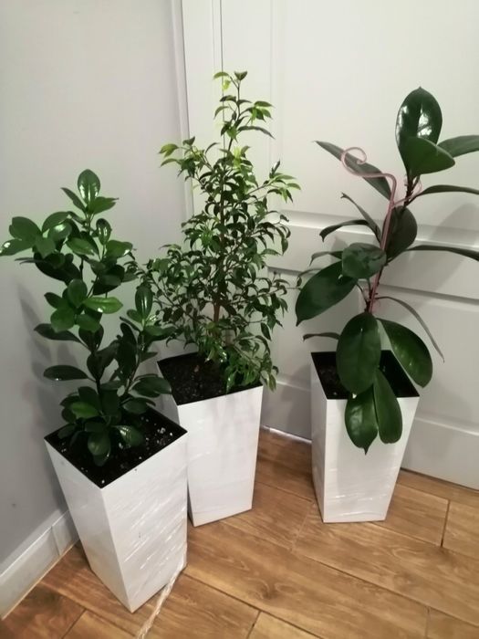 Фікуси різні сорти , в офіс ,  на подарок