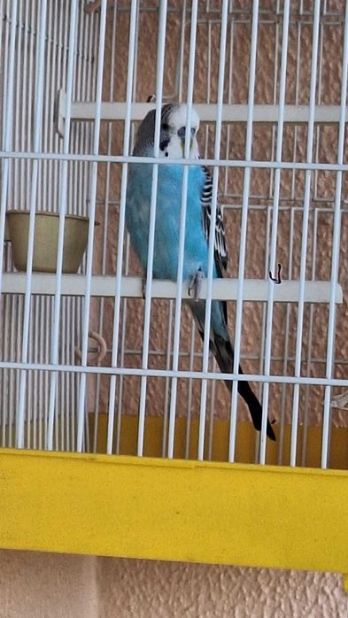 Piriquito australiano azul macho