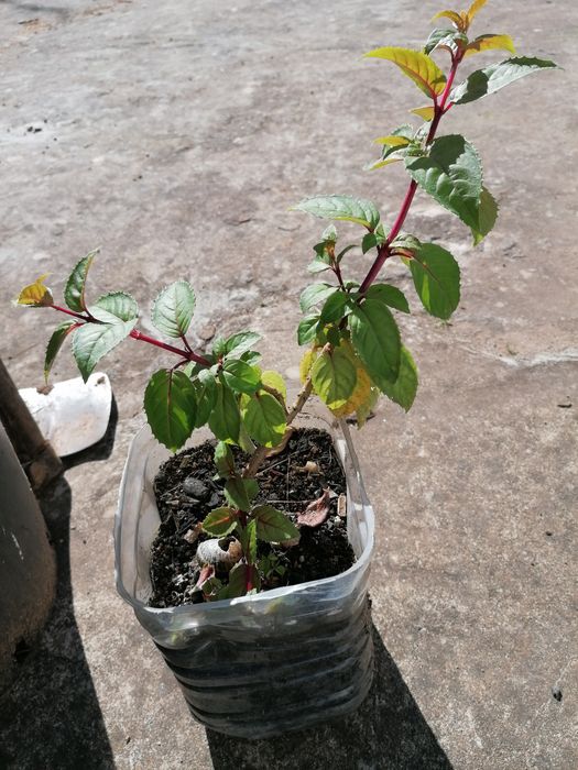 Brincos de princesa excelente qualidade