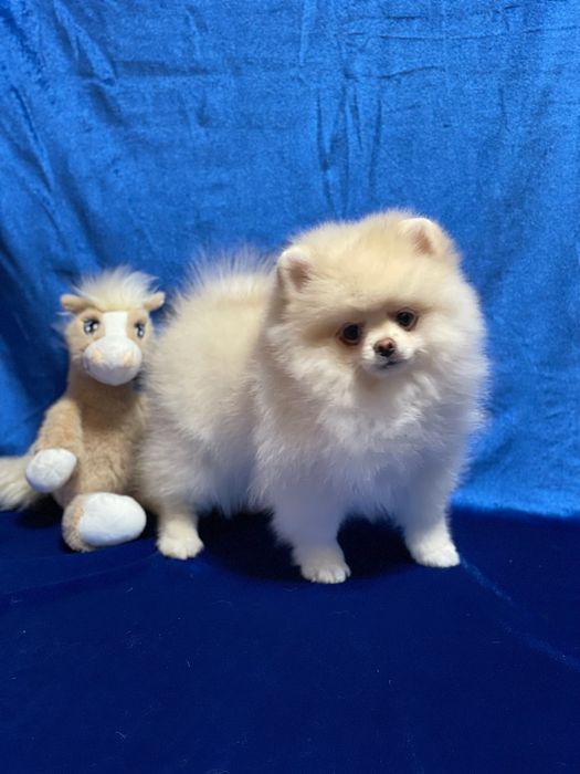 Шикарний хлопчик