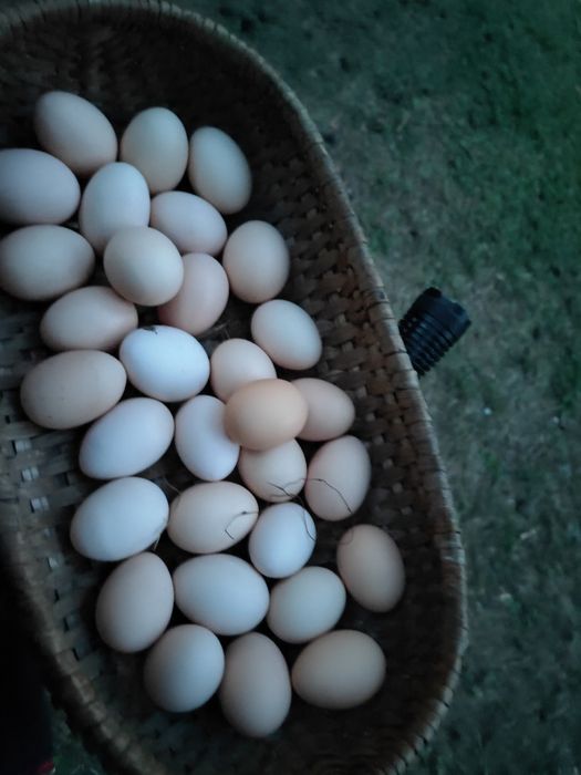 Jajka wiejskie wolny wybieg