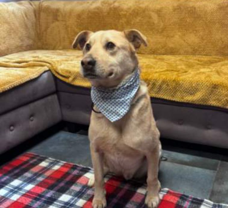 Piesek około 3 lata