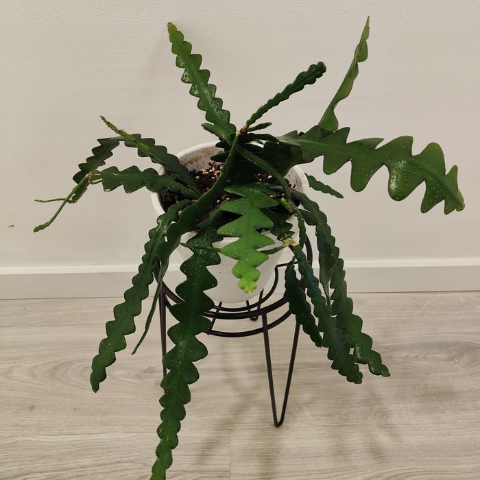 Zig zag cactus // planta interior