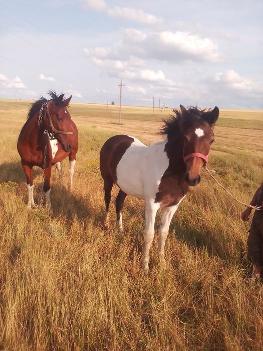 Продаю годічну Рябину