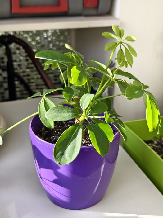 Шеффлера кімнатна деревовидна