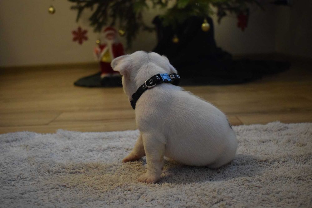 Buldog francuski szczenię - piesek