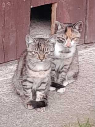 Małe kotki do oddania