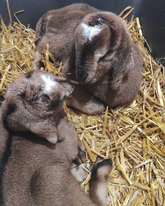 Продам козликів! Козлика уже місяць!