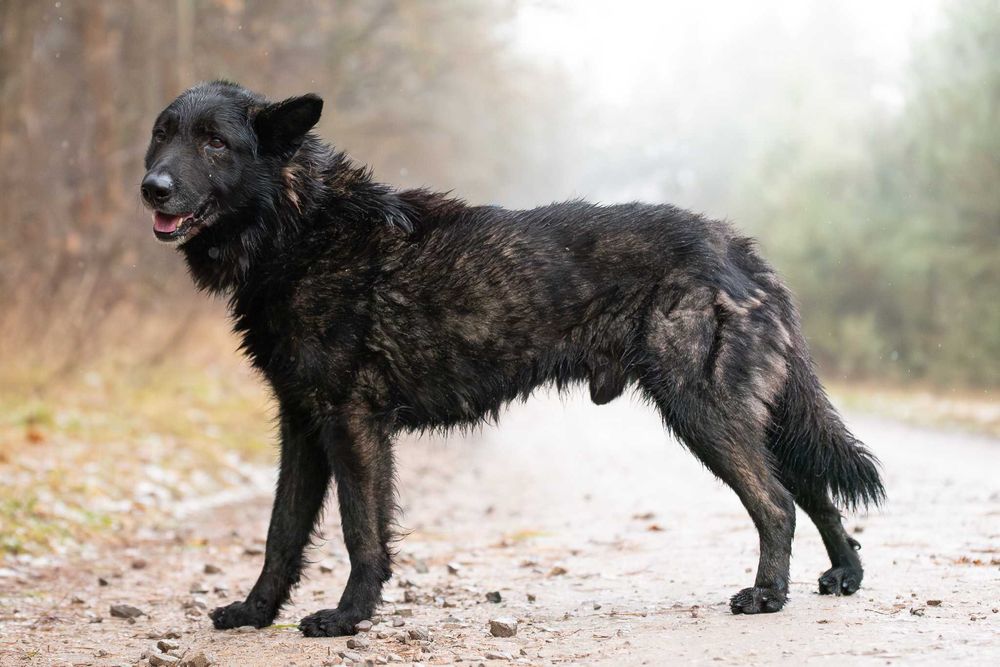 Duży czarny łagodny psiak - Charon szuka swojej rodziny do kochania