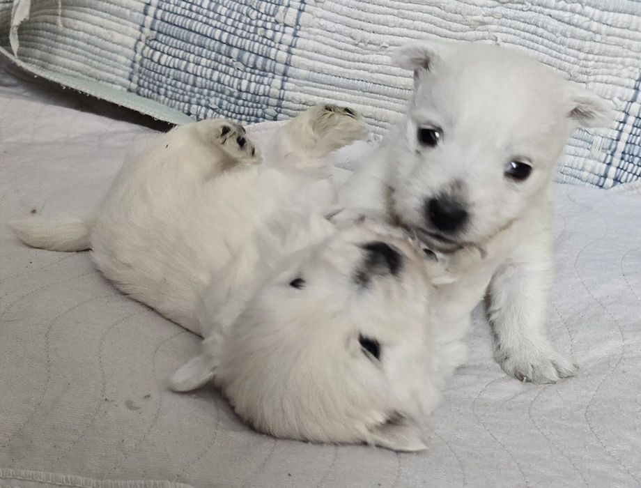West highland white terrier westi zkwp FCI