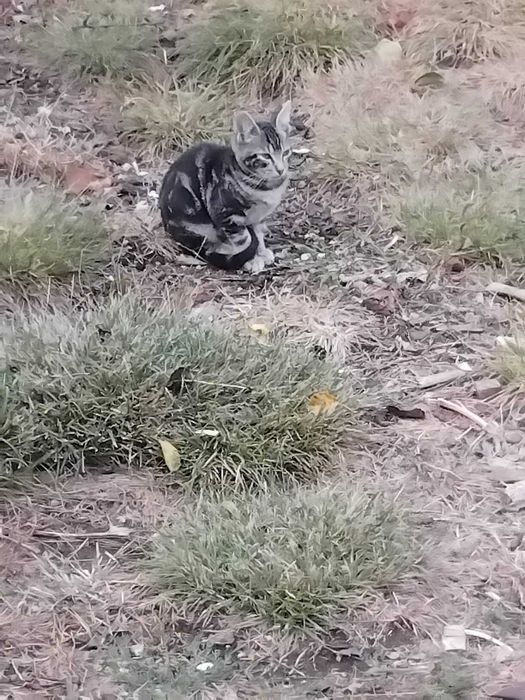 Gatinhos para adopção