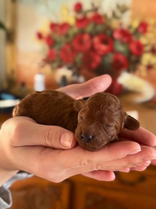 szczeniak pudel toy dziewczynka