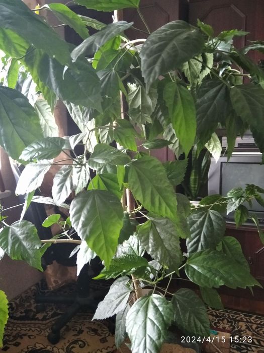 Китайська роза, продам вазон