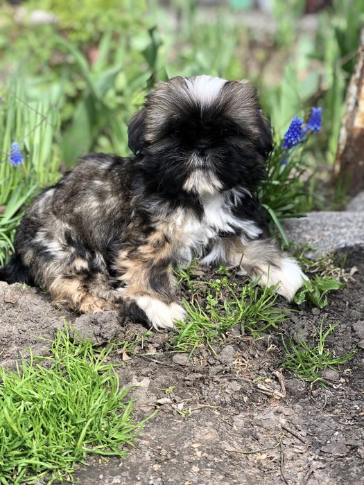 Девочки и мальчики ши тцу