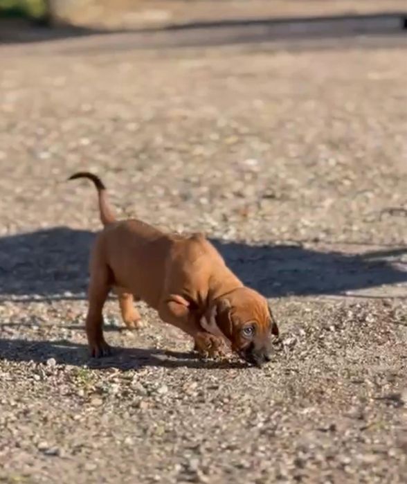 Leao da rodesia 2 meses