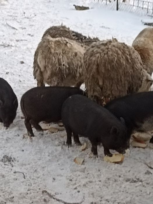 Продам овец девочек