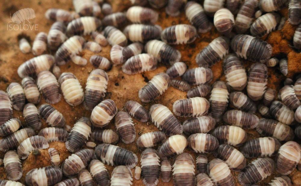 Cubaris sp. "panda king", isopoda, równonogi, kulanki, prosionki