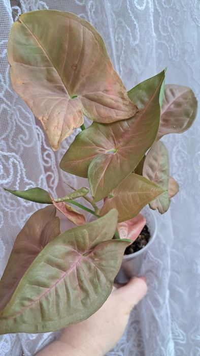 Сингониум Неон Пинк