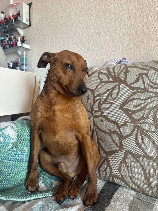 Продам в гарні руки цверпінчера в зв'язку з переїйздом, здоров'я з.