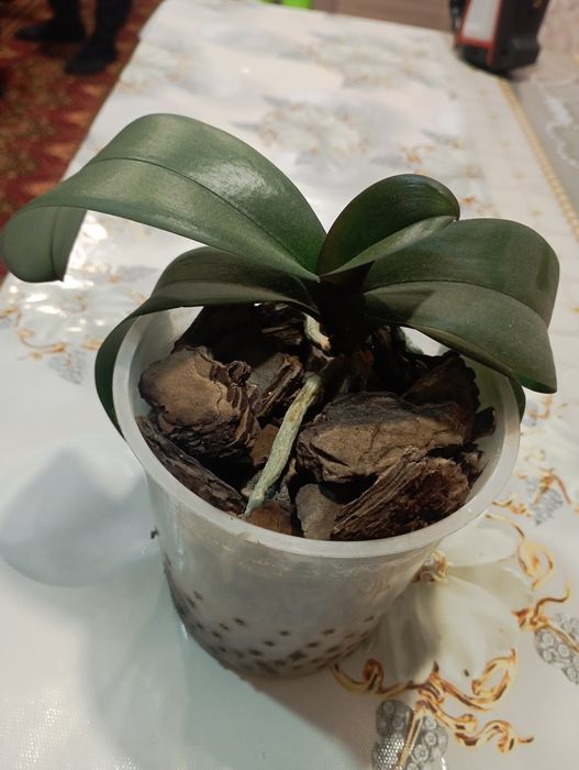 Дітки орхідеїїїїї