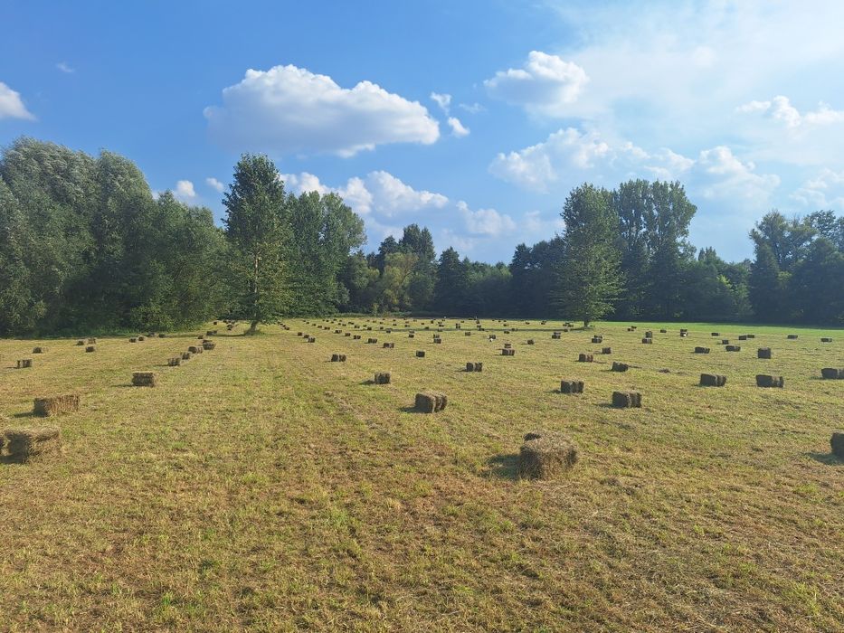 siano kostka pogodne 2025