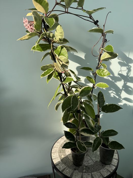 Хойя Кримсон Квин( Hoya carnosa Crimson Queen)